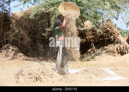 Donna tribale mondatura grani, tribù Bhil, Madhya Pradesh, India Foto Stock