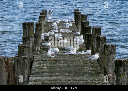 I gabbiani di sedersi su un molo in legno in un lago Foto Stock