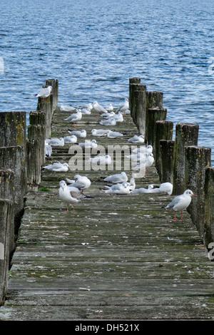 I gabbiani di sedersi su un molo in legno in un lago Foto Stock