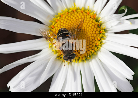 Hoverfly europea o Drone Fly (Eristalis tenax), femmina sul fiore di una margherita Foto Stock