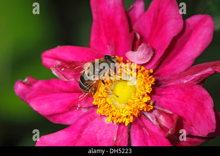 Hoverfly europea (Eristalis tenax), femmina sul fiore di un anemone giapponese Foto Stock