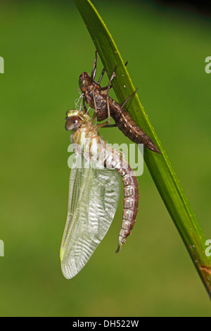 Appena tratteggiato Hawker meridionale o blu a forma di libellula Darner (Aeshna cyanea) maschile sul vuoto pelle larvale (Esuvia) sulla foglia di un Foto Stock