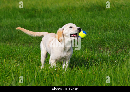 Golden Retriever (Canis lupus familiaris) cucciolo, tre mesi, giocando con una palla su un prato Foto Stock