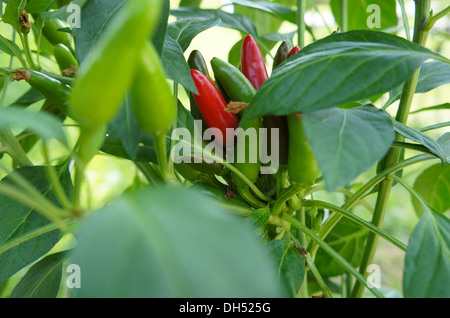 Il rumeno peperoncino su un impianto, nome svedese Rumänsk chili, Capsicum annuum Foto Stock