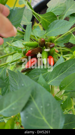 Il rumeno peperoncino su un impianto, nome svedese Rumänsk chili, Capsicum annuum Foto Stock