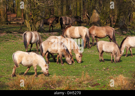 Cavalli Konik con cappotti invernali, allevamento in Geltinger Birk Riserva Naturale, Gelting, Schleswig-Holstein Foto Stock