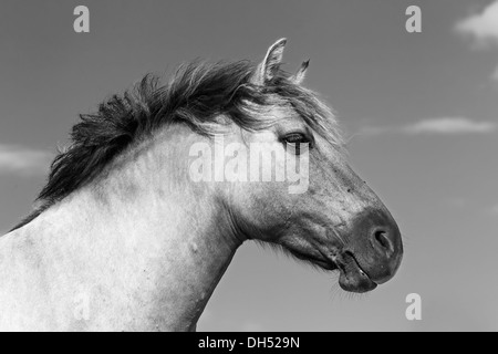 Cavalli Konik (Equus przewalskii f caballus), Tarpan o cavallo di Przewalski allevamento torna, ritratto, Germania Foto Stock