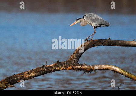 Airone cinerino (Ardea cinerea) in piedi su un ramo di albero, Schleswig-Holstein, Germania Foto Stock