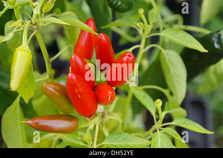 Il rumeno peperoncino su un impianto, nome svedese Rumänsk chili, Capsicum annuum Foto Stock