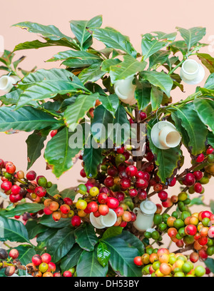 Vivere il Natale albero di caffè caricato con il rosso dei chicchi di caffè, decorata con tazze e piattini e caffè pentole in Tagua. Foto Stock