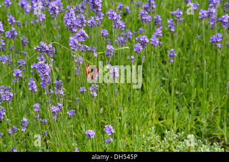 Piccola Tartaruga butterfly, Aglais urticae L, Foto Stock