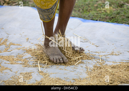 Una donna tribale mondatura grani, tribù Bhil, Madhya Pradesh, India Foto Stock