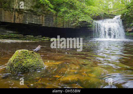 Europeo, bianco throated, bilanciere (Cinclus cinclus) sat su roccia vicino a cascata. Yorkshire Dales, North Yorkshire, Inghilterra, Regno Unito Foto Stock