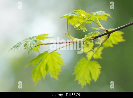 Fioritura il ramo di acero in primavera Foto Stock