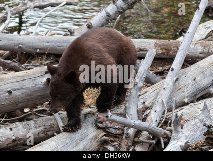 Black Bear a Beaver Dam in Taylor Creek cerca la deposizione delle uova di salmone Il Salmone Kokanee Foto Stock