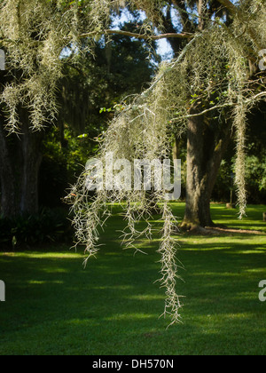 Muschio spagnolo non è moss. Foto scattata in Louisiana, la Tillandsia pende dal Live Oak tree. Simbolo del "sud". Foto Stock