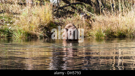 Black Bear a Taylor Creek in South Lake Tahoe Foto Stock