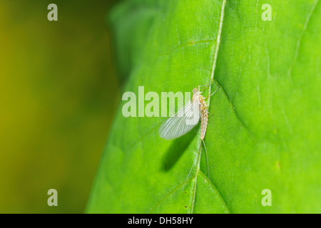 Mayfly Foto Stock
