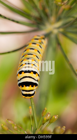 Orientale a coda di rondine nero alimentazione caterpillar nel suo ospite naturale, aneto Foto Stock