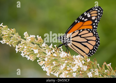 Farfalla monarca alimentazione su un cluster di bianco di fiori Foto Stock