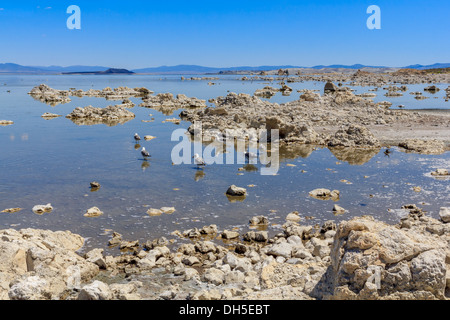 Mono Lake Shore e formazioni di tufo, California Foto Stock