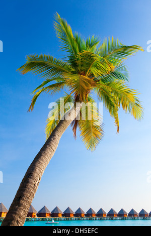 Palm tree su sfondo cielo Foto Stock