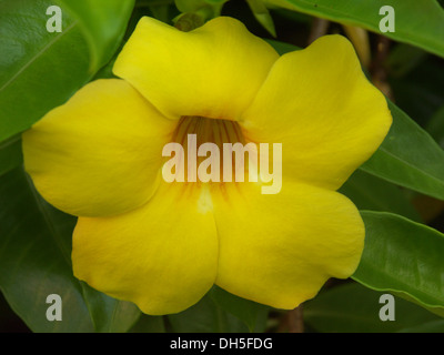 Luminoso giallo fiore di l'Allamanda cathartica, Apocynaceae famiglia. Foto Stock