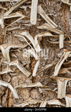 Yucca filifera stelo. Foto Stock