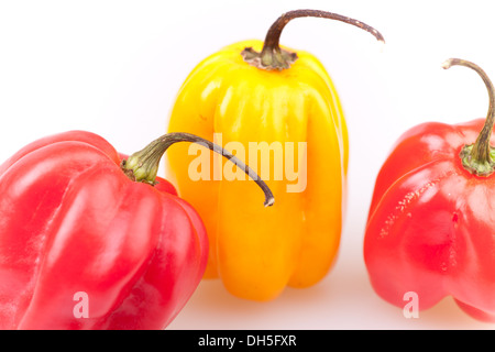 Primo piano di rosso e giallo scotch cofani Foto Stock