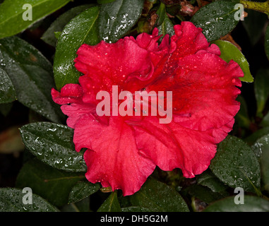 Luminoso rosso magenta fiore di Azalea indica "Ala Rossa' e fogliame verde scuro con le gocce di pioggia sulle foglie Foto Stock