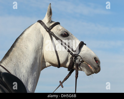 Bella akhal-teke cavallo su sfondo cielo Foto Stock