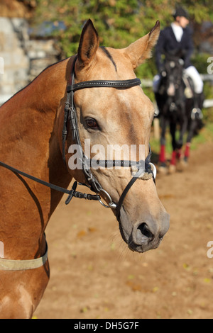 Golden akhal-teke cavallo ritratto Foto Stock