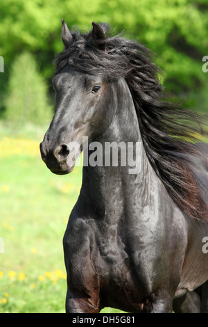 Nero cavallo Frisone ritratto con belle mane in movimento Foto Stock