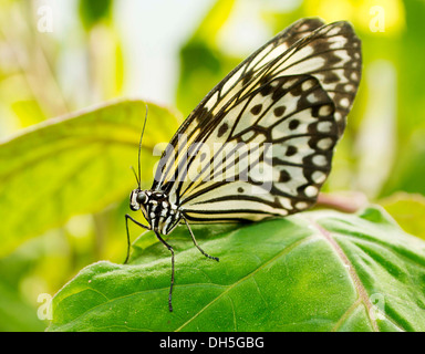 Una carta malese Kite butterfly appoggiata su una foglia Foto Stock