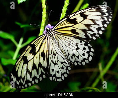 Una carta malese Kite butterfly distesi sul fiore Foto Stock