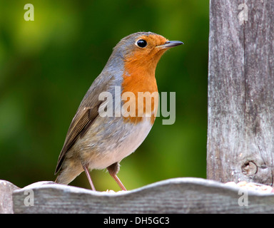 Un Robin seduto su un alimentatore in legno Foto Stock