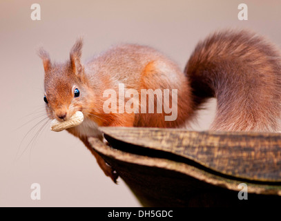 Il Lake District scoiattolo rosso mangiare noccioline su alimentatore Foto Stock