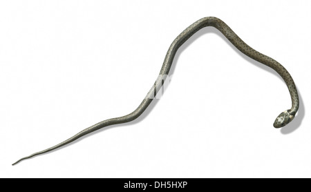 Erba giovane serpente isolato su bianco con ombra, visto da sopra Foto Stock