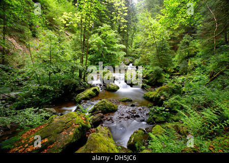 Ruscello di montagna, Ravenna gorge, vicino a Hinterzarten, Foresta Nera, Baden-Württemberg, Germania Foto Stock