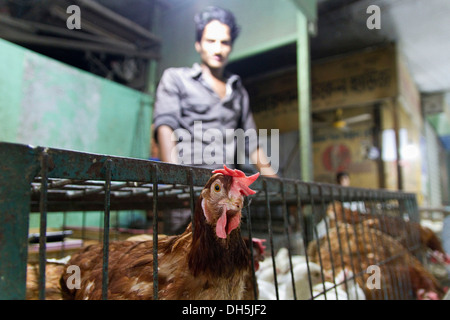 Pollo guardando fuori di una gabbia, il venditore in piedi dietro, Nuovo Mercato, Dhaka, Bangladesh, Asia del Sud, Asia Foto Stock