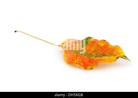 Autumn Leaf su sfondo bianco Foto Stock