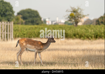 Cervi in Bushy Park - a Royal Park - a Teddington, Middlesex, England, Regno Unito con la città di Kingston in distanza. Foto Stock