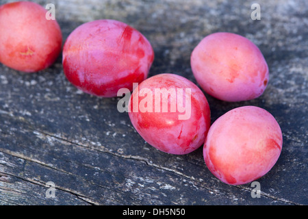 Cinque Victoria prugne appena raccolto dalla struttura ad albero . Foto Stock