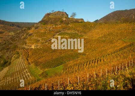 Vigneti in autunno, le rovine del castello di Saffenburg sopra Mayschoss, Ahr Valley, dove il vino rosso le uve delle varietà Pinot Noir Foto Stock