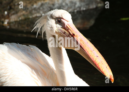 Close-up di testa e bill di un grande bianco Pellicano (Pelecanus onocrotalus) Foto Stock