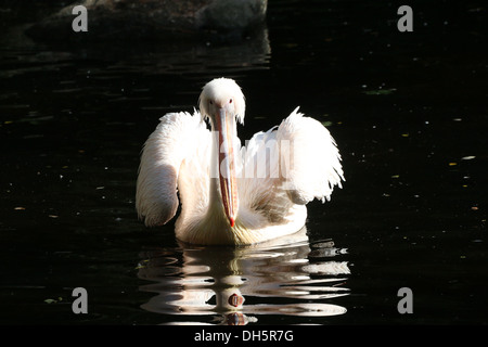 Great White Pelican (Pelecanus onocrotalus) nuotare in un stagno Foto Stock