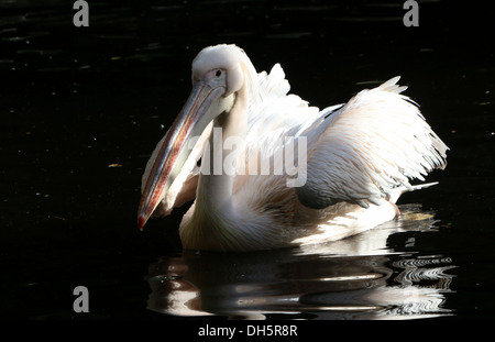 Great White Pelican (Pelecanus onocrotalus) nuoto Foto Stock