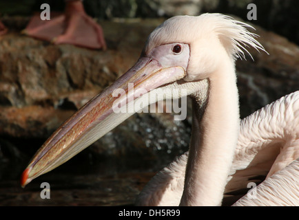 Close-up di testa e bill di un grande bianco Pellicano (Pelecanus onocrotalus) Foto Stock