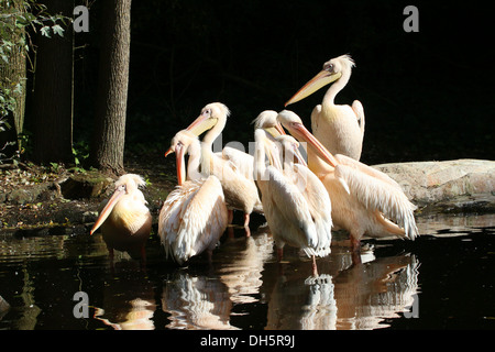 Gruppo di grande bianco pellicani (Pelecanus onocrotalus) in un zoo impostazione Foto Stock