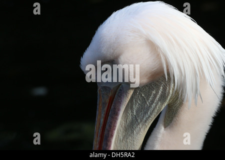 Extreme close-up della testa di un grande bianco Pellicano (Pelecanus onocrotalus) Foto Stock